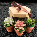 Little Garden SF LLC